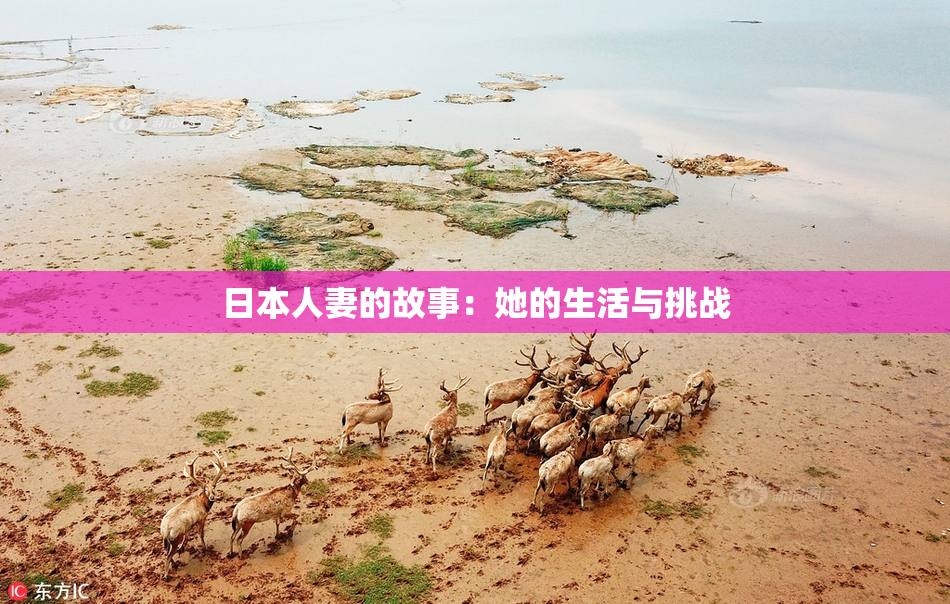 日本人妻的故事：她的生活与挑战