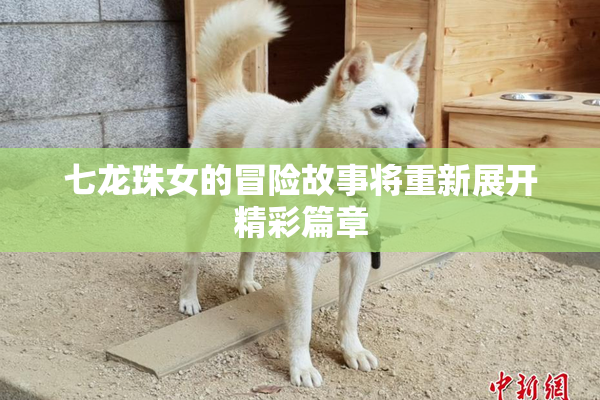 七龙珠女的冒险故事将重新展开精彩篇章