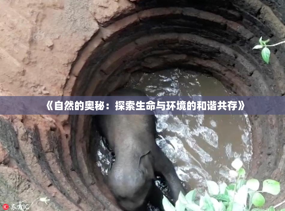 《自然的奥秘：探索生命与环境的和谐共存》