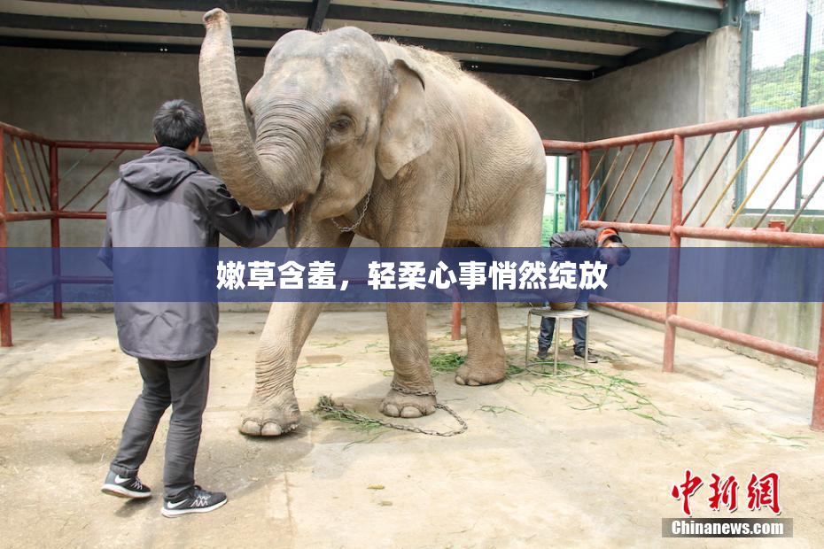 嫩草含羞，轻柔心事悄然绽放