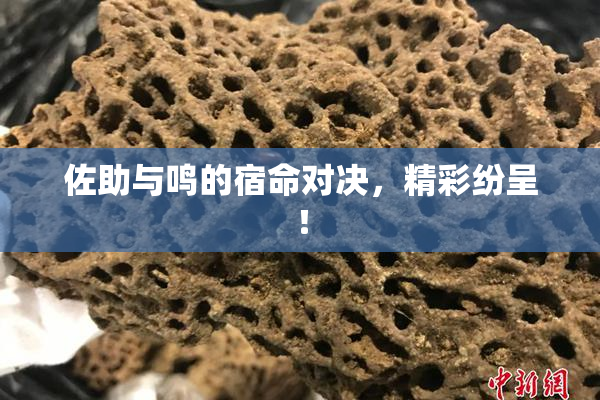 佐助与鸣的宿命对决，精彩纷呈！