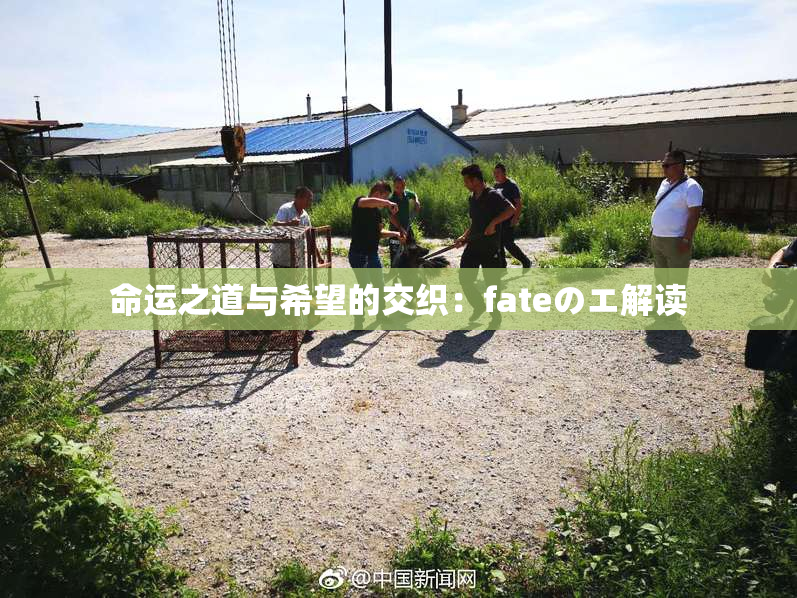 命运之道与希望的交织：fateのエ解读