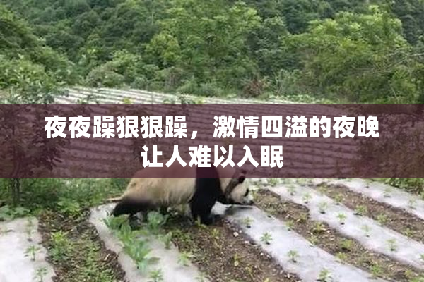 夜夜躁狠狠躁，激情四溢的夜晚让人难以入眠