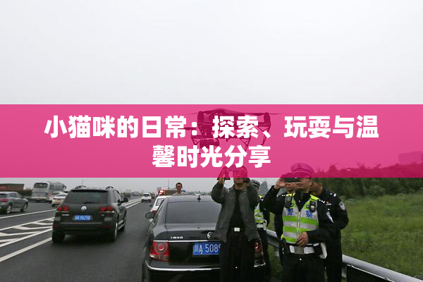 小猫咪的日常：探索、玩耍与温馨时光分享