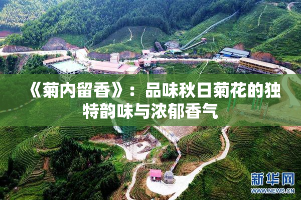 《菊内留香》：品味秋日菊花的独特韵味与浓郁香气
