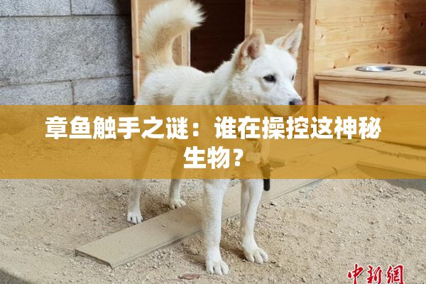 章鱼触手之谜：谁在操控这神秘生物？