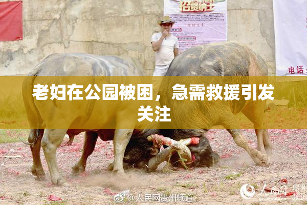 老妇在公园被困，急需救援引发关注