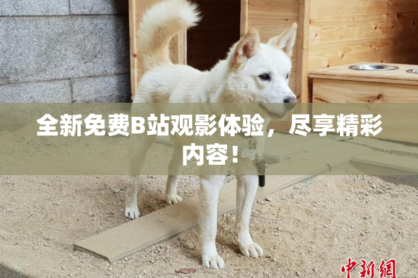 全新免费B站观影体验，尽享精彩内容！