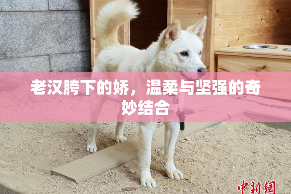 老汉胯下的娇，温柔与坚强的奇妙结合