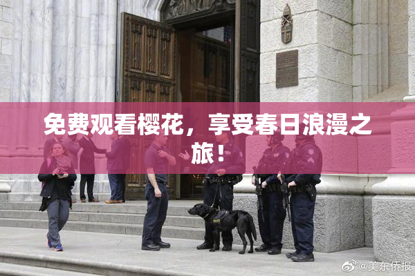 免费观看樱花，享受春日浪漫之旅！
