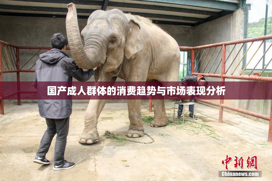 国产成人群体的消费趋势与市场表现分析