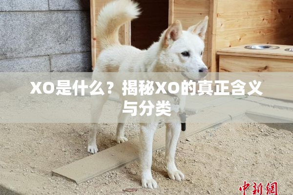 XO是什么？揭秘XO的真正含义与分类