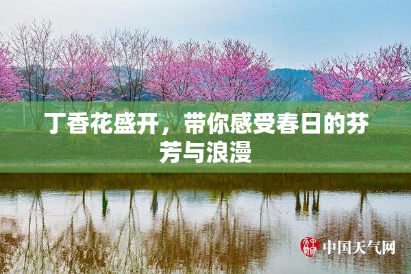 丁香花盛开，带你感受春日的芬芳与浪漫