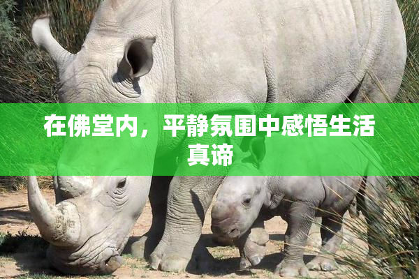 在佛堂内，平静氛围中感悟生活真谛