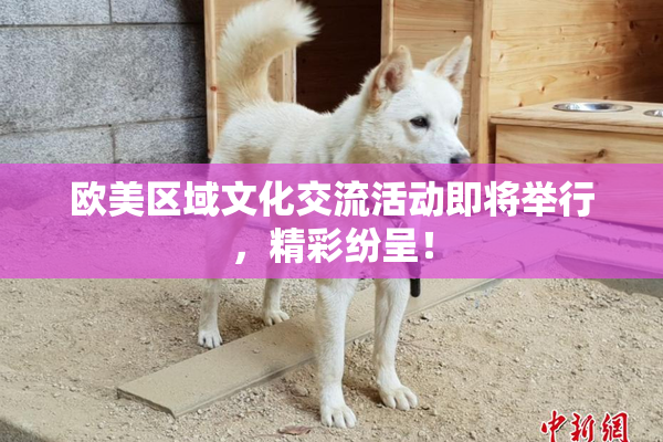 欧美区域文化交流活动即将举行，精彩纷呈！
