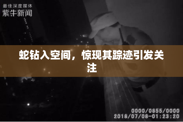 蛇钻入空间，惊现其踪迹引发关注