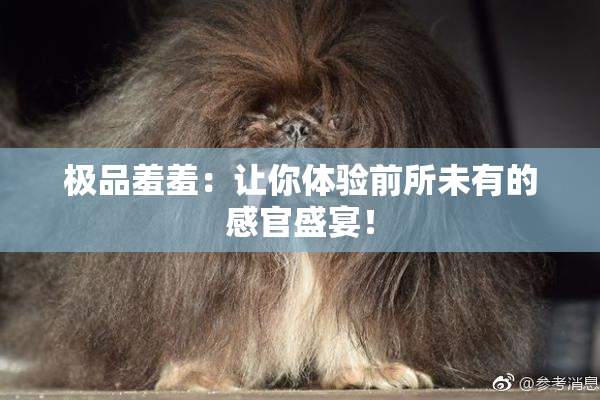 极品羞羞：让你体验前所未有的感官盛宴！