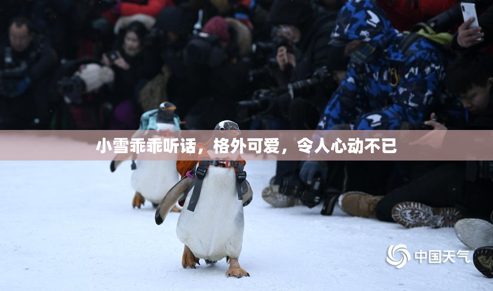 小雪乖乖听话，格外可爱，令人心动不已