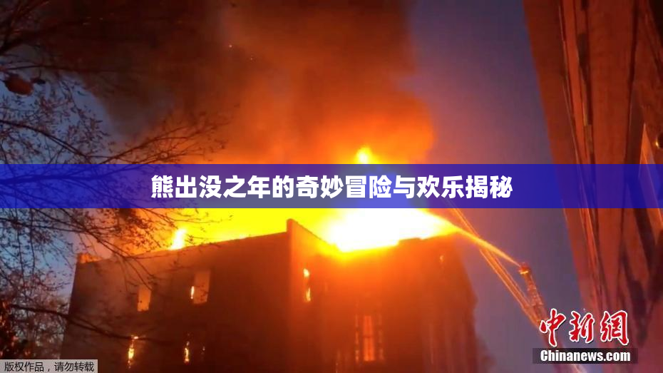 熊出没之年的奇妙冒险与欢乐揭秘