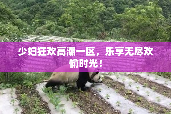 少妇狂欢高潮一区，乐享无尽欢愉时光！