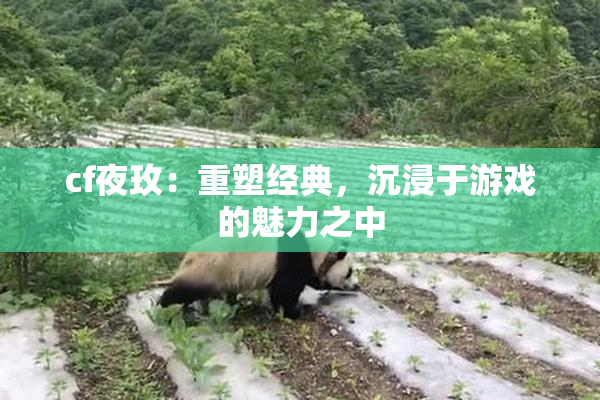 cf夜玫：重塑经典，沉浸于游戏的魅力之中