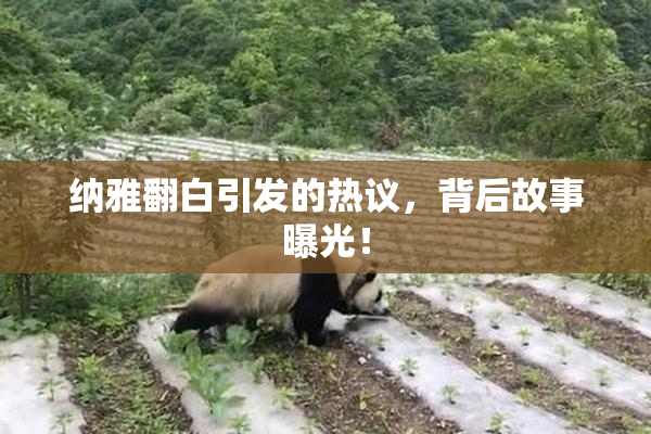 纳雅翻白引发的热议，背后故事曝光！