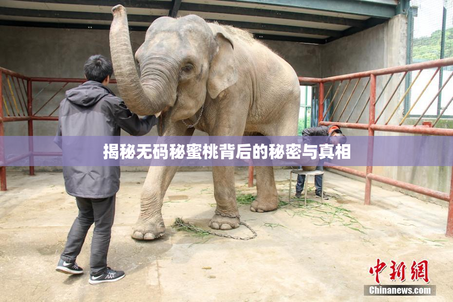 揭秘无码秘蜜桃背后的秘密与真相