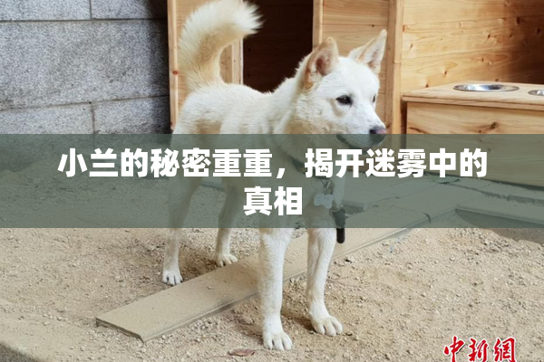小兰的秘密重重，揭开迷雾中的真相