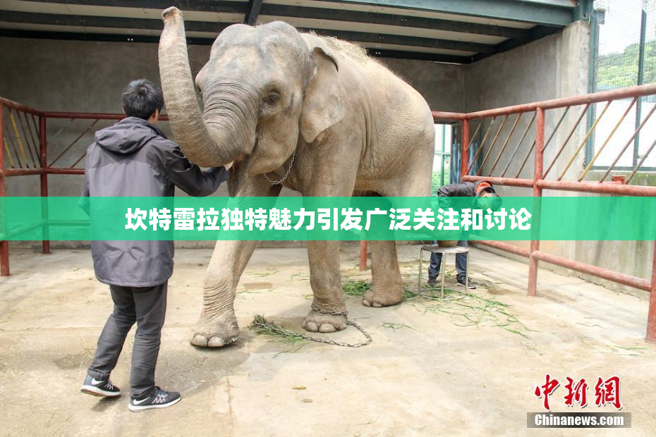 坎特雷拉独特魅力引发广泛关注和讨论