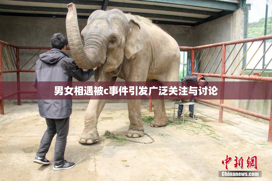 男女相遇被c事件引发广泛关注与讨论