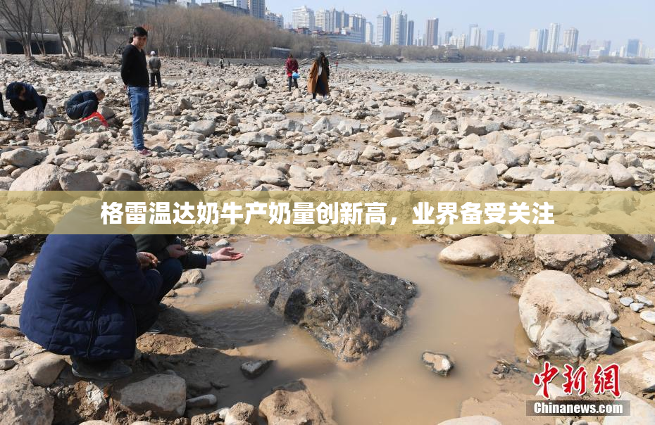 格雷温达奶牛产奶量创新高，业界备受关注
