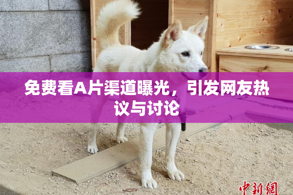 免费看A片渠道曝光，引发网友热议与讨论