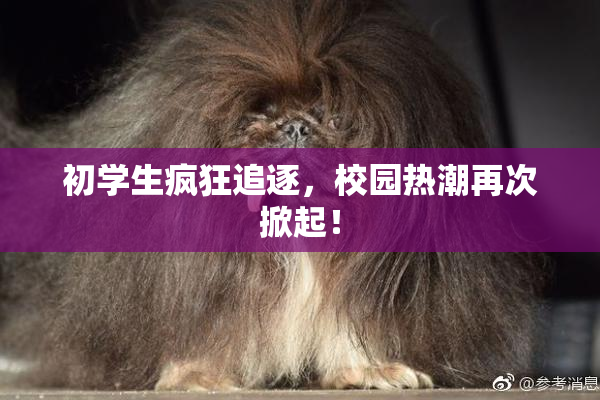 初学生疯狂追逐，校园热潮再次掀起！