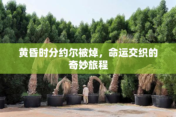 黄昏时分约尔被焯，命运交织的奇妙旅程