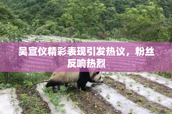 吴宣仪精彩表现引发热议，粉丝反响热烈