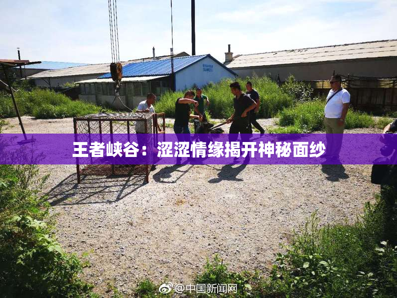 王者峡谷：涩涩情缘揭开神秘面纱