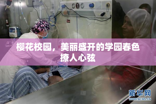 樱花校园，美丽盛开的学园春色撩人心弦