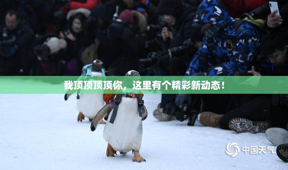 我顶顶顶顶你，这里有个精彩新动态！