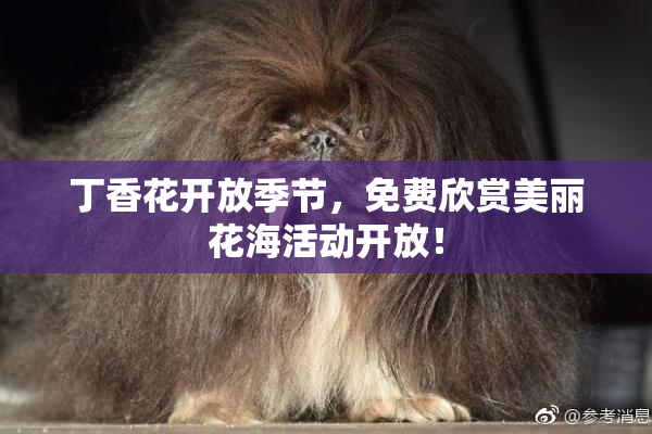 丁香花开放季节，免费欣赏美丽花海活动开放！