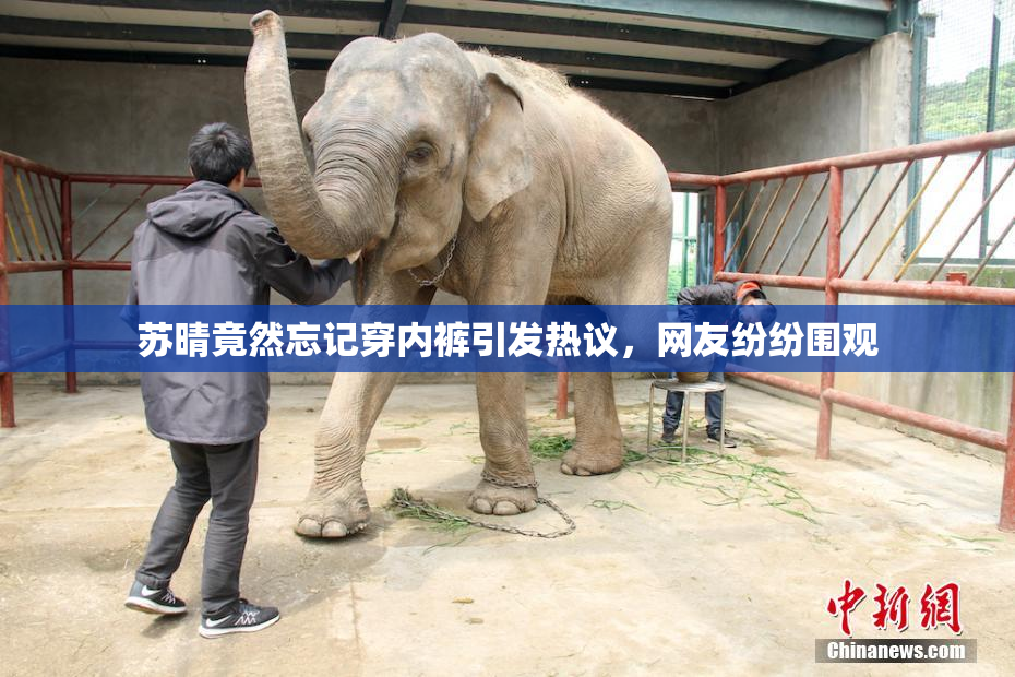 苏晴竟然忘记穿内裤引发热议，网友纷纷围观