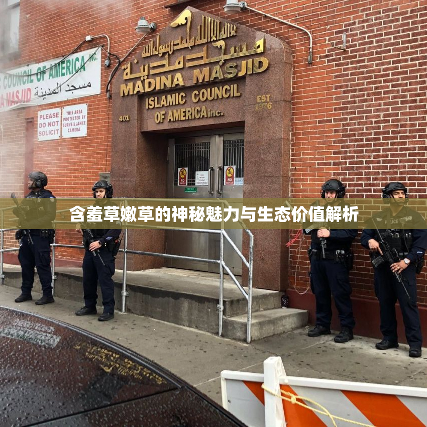 含羞草嫩草的神秘魅力与生态价值解析