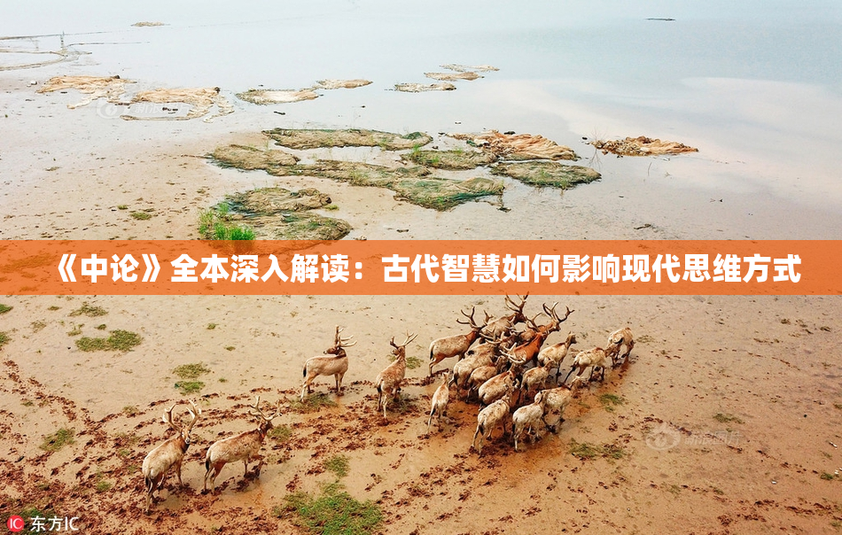 《中论》全本深入解读：古代智慧如何影响现代思维方式