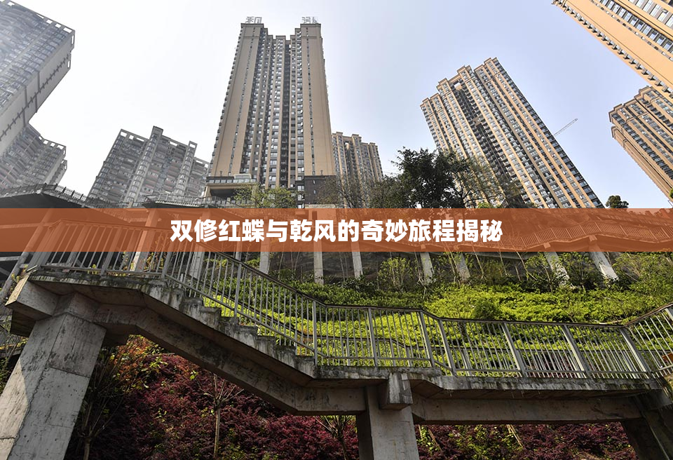 双修红蝶与乾风的奇妙旅程揭秘