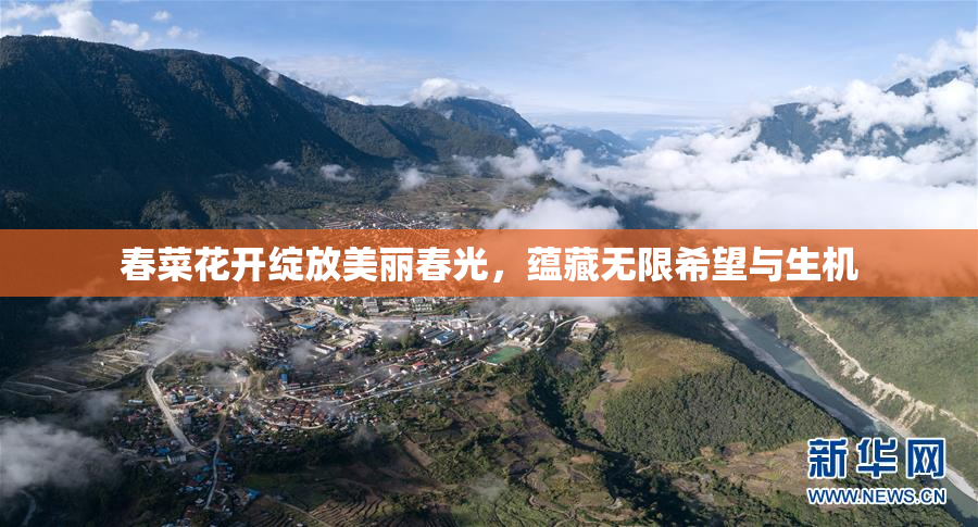 春菜花开绽放美丽春光，蕴藏无限希望与生机