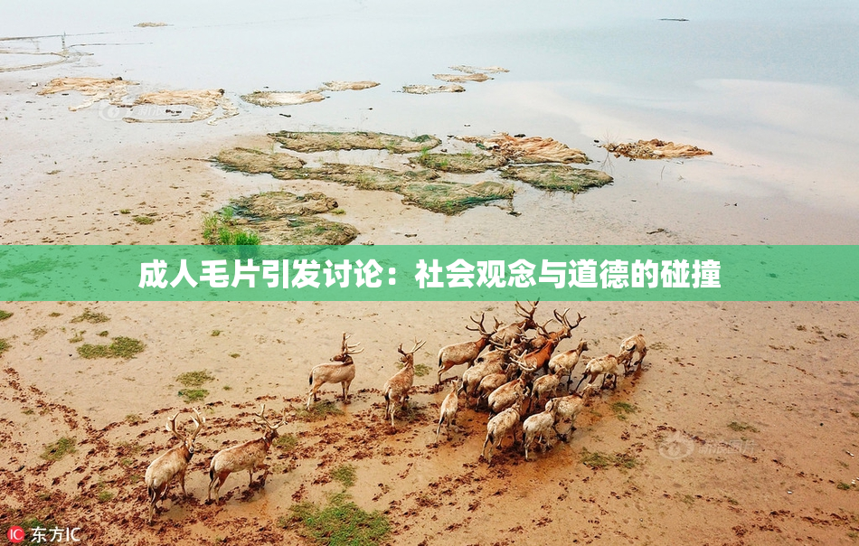 成人毛片引发讨论：社会观念与道德的碰撞