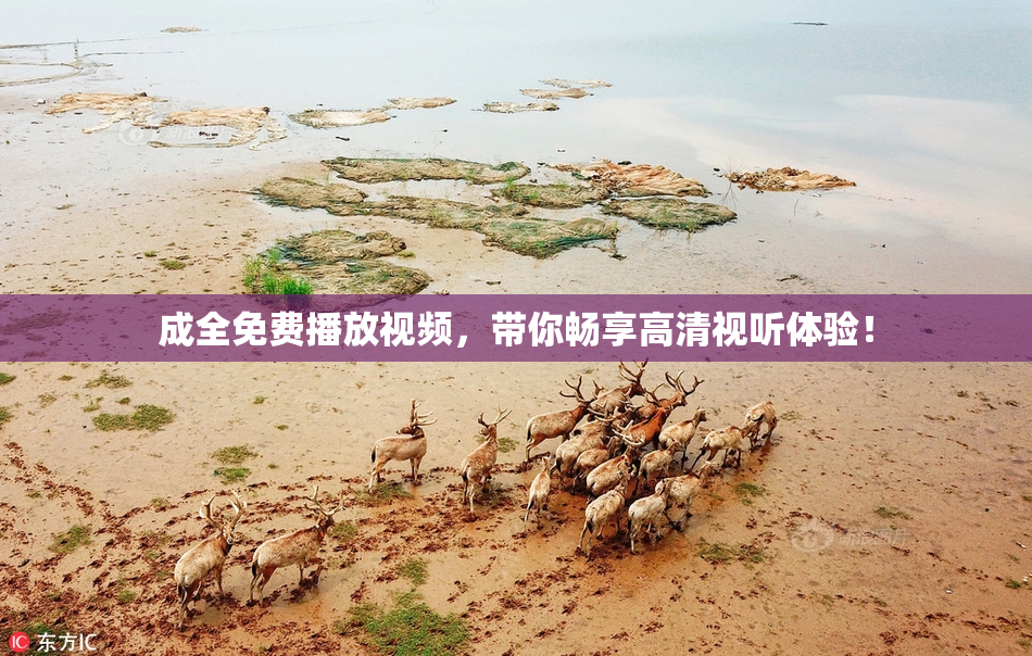 成全免费播放视频，带你畅享高清视听体验！