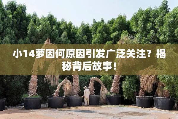 小14萝因何原因引发广泛关注？揭秘背后故事！
