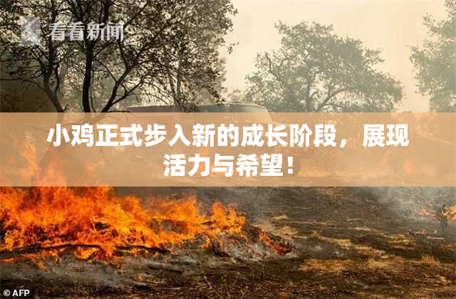 小鸡正式步入新的成长阶段，展现活力与希望！