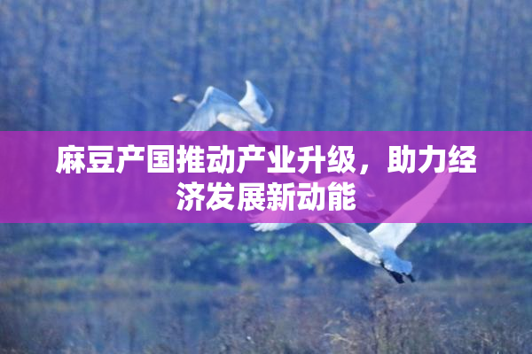 麻豆产国推动产业升级，助力经济发展新动能