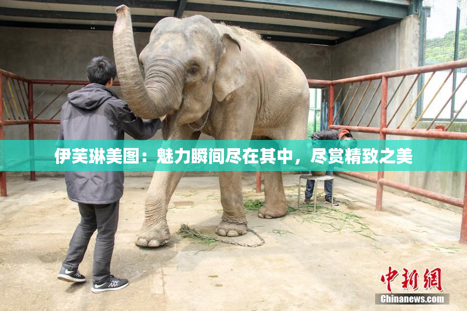 伊芙琳美图：魅力瞬间尽在其中，尽赏精致之美